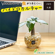 �p�L�� �n�C�h���J���`���[ �x�[�W���[�I���C�g(�ۊ�)