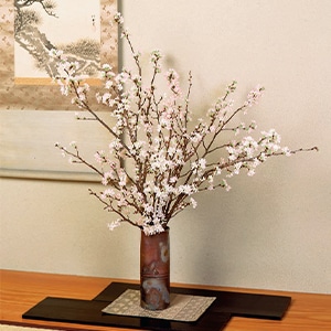 みちのく初桜(啓翁桜)