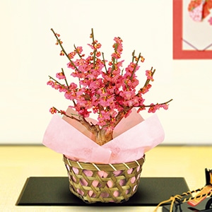 紅梅鉢植え
