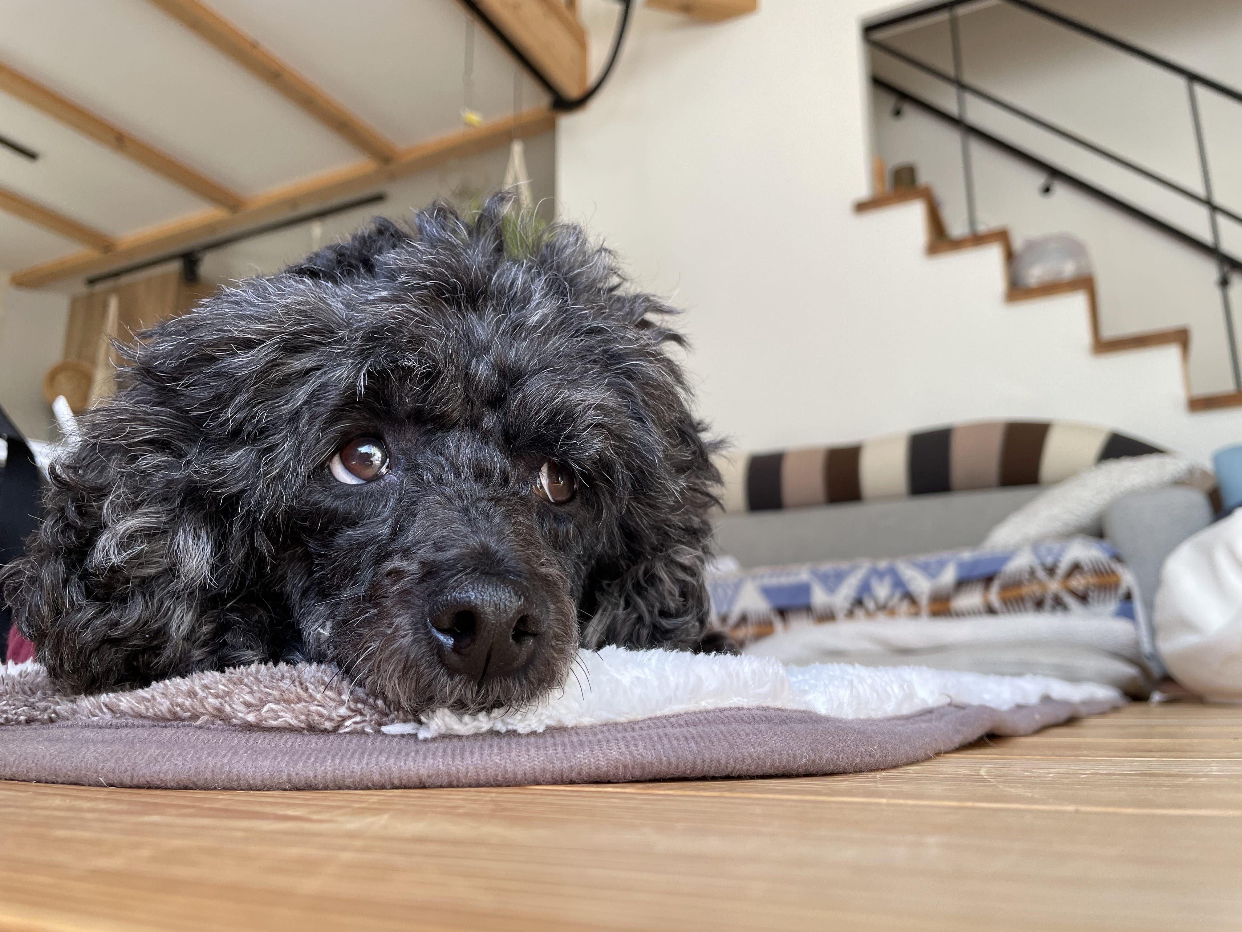 【獣医師監修】ペットは長時間留守番できる?1人でも快適に過ごすための基本準備やペットカメラの特徴、留守番トレーニング方法も解説