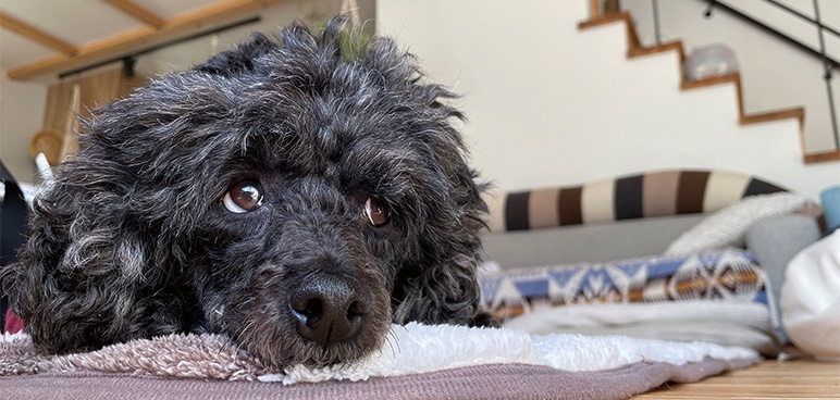 【獣医師監修】ペットは長時間留守番できる?1人でも快適に過ごすための基本準備やペットカメラの特徴、留守番トレーニング方法も解説