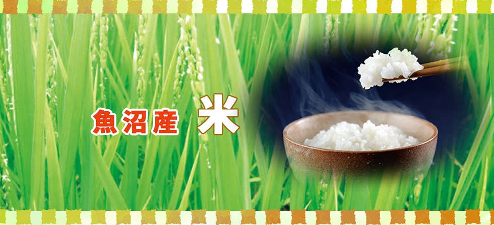 魚沼産米