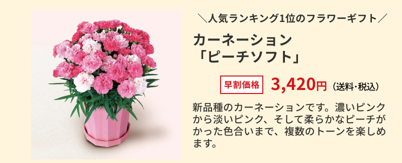 �J�[�l�[�V�����u�s�[�`�\�t�g�v