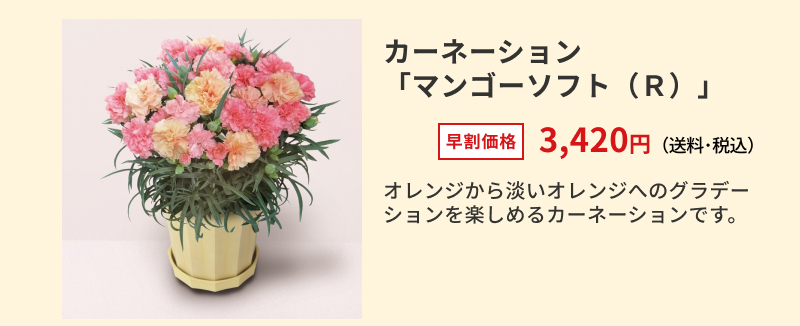 �J�[�l�[�V�����u�}���S�[�\�t�g�i�q�j�v