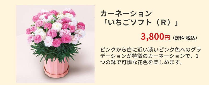 �J�[�l�[�V�����u�������\�t�g�i�q�j�v